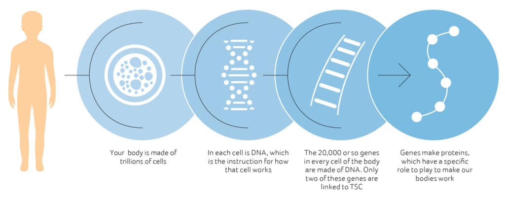 Genes Make Proteins 1