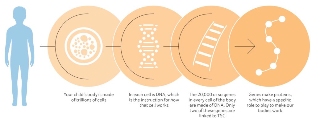 Genes make proteins