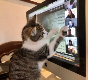 cat swipes at screen